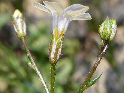 Glandular calyces