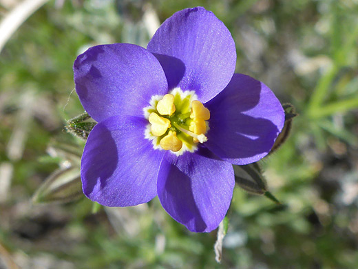 Bluebowls; Giliastrum acerosum along the Permian Reef Trail in Guadalupe Mountains National Park, Texas