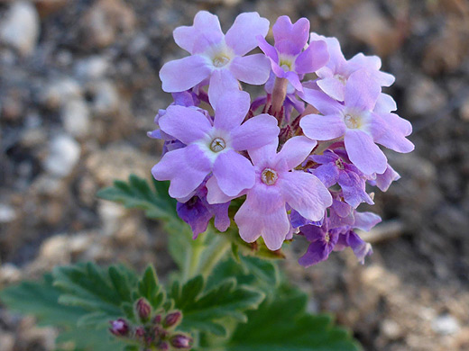 Southwestern Mock Vervain; Southwestern mock vervain (glandularia gooddingii), in Sabino Canyon, Arizona