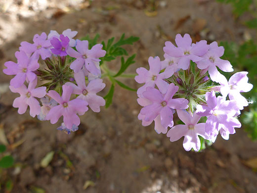 Two flower clusters