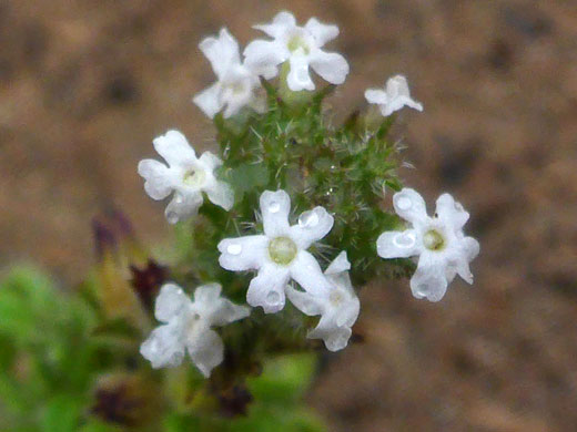 Beaked Mock Vervain; Beaked mock vervain (glandularia quadrangulata), Mesa de Anguilla, Big Bend National Park, Texas