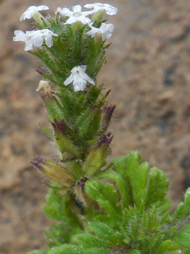 Elongated inflorescence