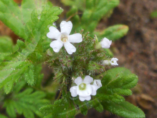 Beaked Mock Vervain