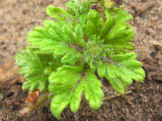 Lobed leaves