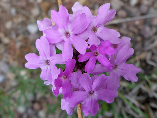 Davis Mountain Mock Vervain; Pink, five-lobed flowers - glandularia wrightii along the Window Trail in Big Bend National Park, Texas