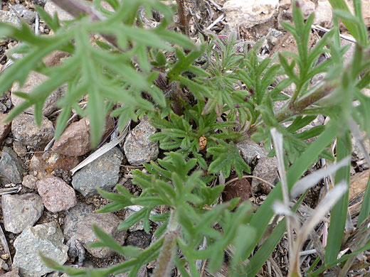 Lobed leaves