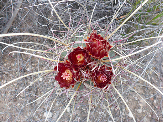 Chihuahuan fishhook cactus, glandulicactus uncinatus