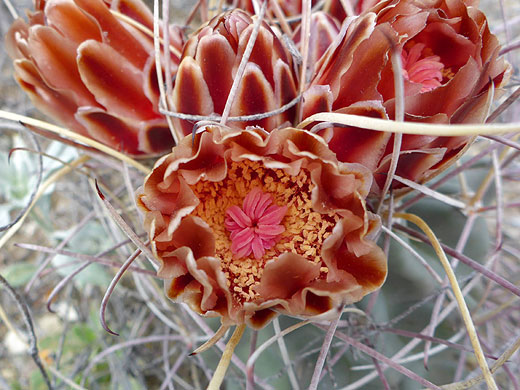 Chihuahuan fishhook cactus