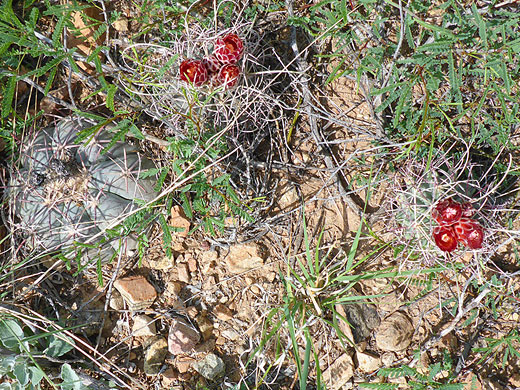 Two Chihuahuan fishhook cactus stems
