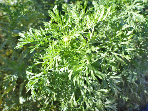 Garland Daisy