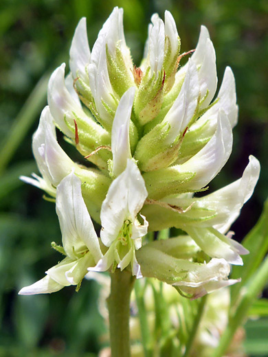 American Licorice; White petals and light green sepals - glycyrrhiza lepidota at Deerlodge Park, Dinosaur National Monument, Colorado