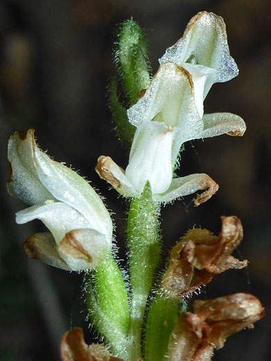 Green-Leaf Rattlesnake-Plantain; Goodyera oblongifolia, West Fork of Oak Creek, Arizona