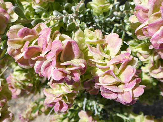 Spiny Hopsage; Green leaves and purplish bracts; grayia spinosa, Flat Top Butte, Sand to Snow National Monument, California