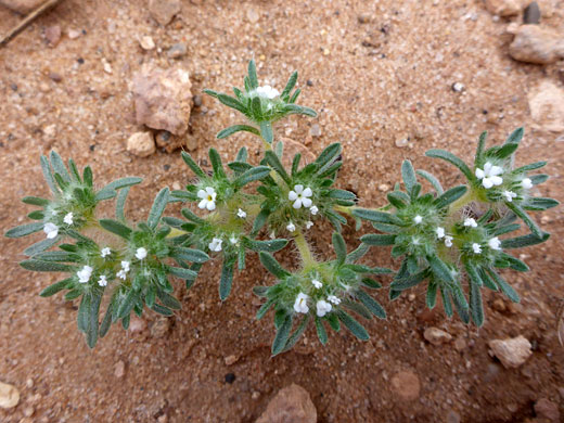Low-growing plant