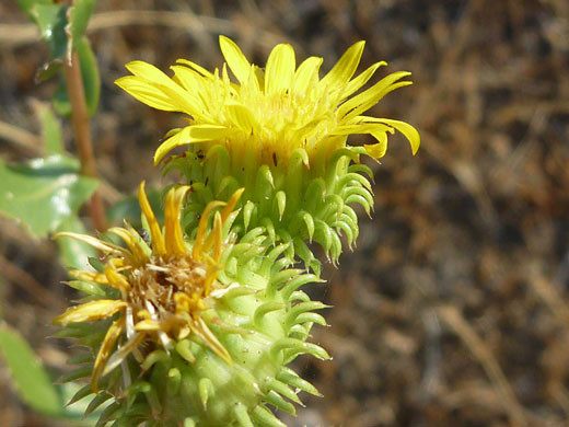 Great Valley Gumweed