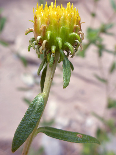 Pointed Gumweed; Leaves and a flowerhead of grindelia fastigiata - Echo Canyon Trail, Colorado National Monument, Colorado