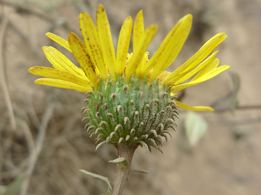 Hairy Gumplant; Grindelia hirsutula, Wildcat Beach Trail, Point Reyes National Seashore, California