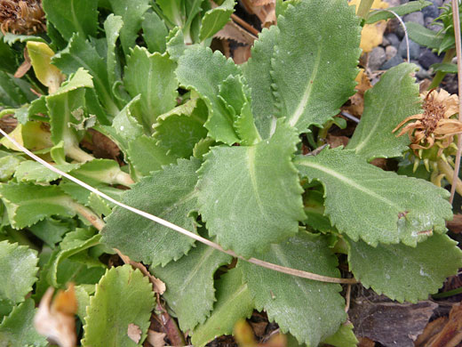 Toothed leaves