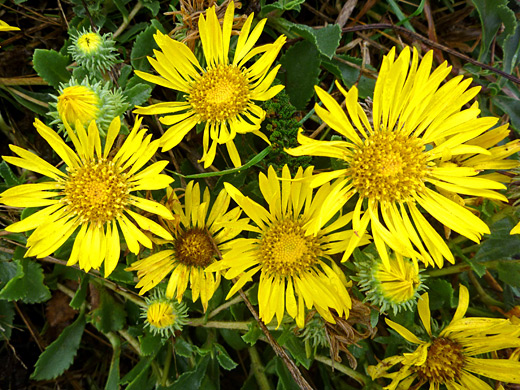 Oregon Gumweed; Grindelia stricta var platyphylla, Point Reyes Lighthouse, Point Reyes National Seashore, California