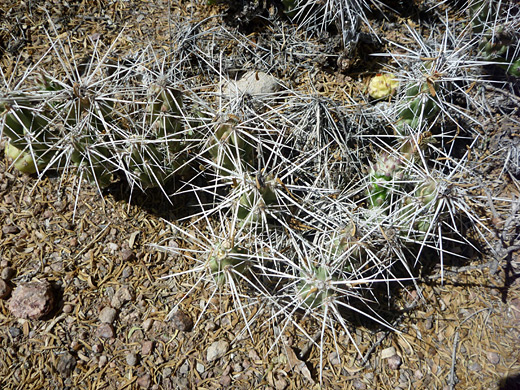 Grusonia aggeria, Big Bend prickly pear