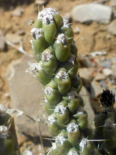 Dull green stem