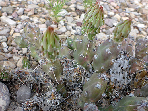 Flower buds