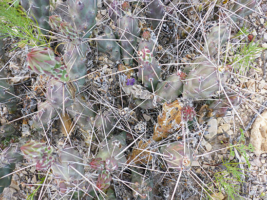 Long spines