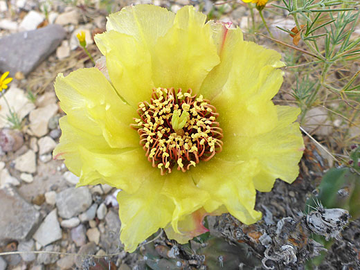 Big Bend prickly pear flower