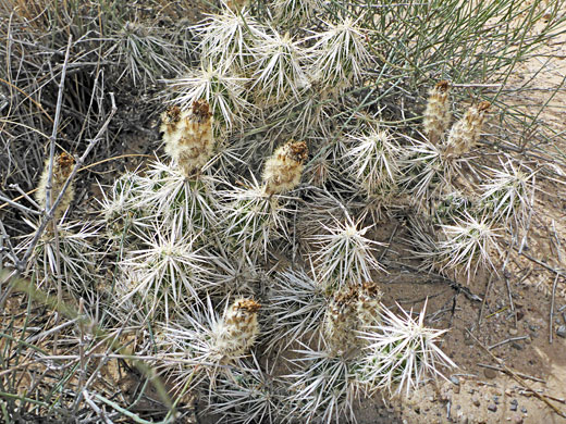 Spiny cluster