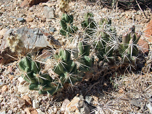 Devil cholla, grusonia emoryi