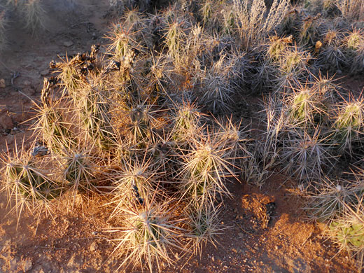 Spreading cluster