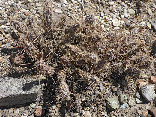 Spreading cluster