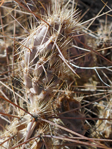Brown spines
