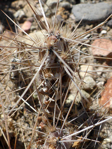 Long central spines