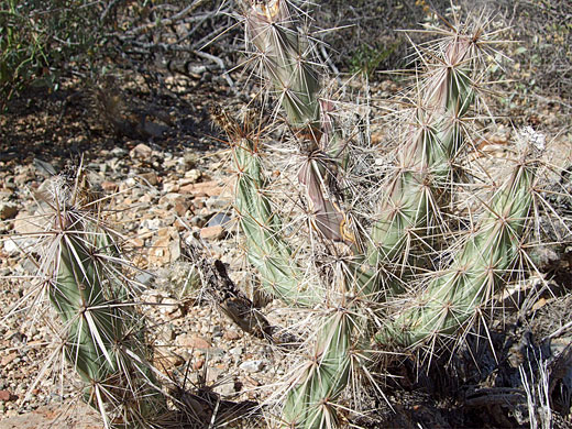 Spiny cluster of grusonia kunzei