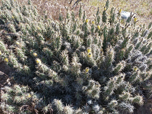 Large cluster of Kunze's club-cholla