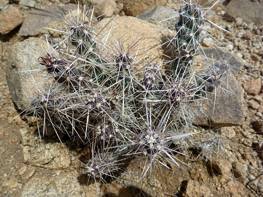 Parish club cholla, grusonia Parishii