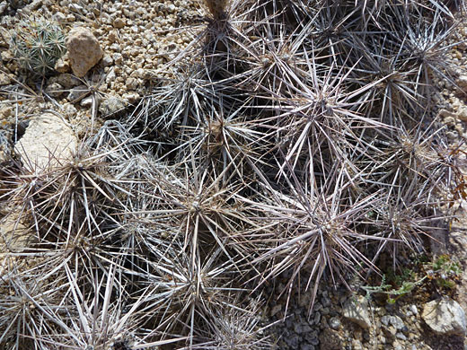 Dense spines of Parish club cholla
