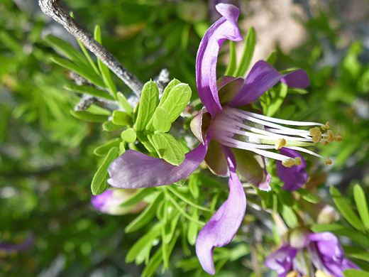 Texas Lignum-Vitae; Guajacum angustifolium flower, along the Oak Spring Trail in Big Bend National Park, Texas