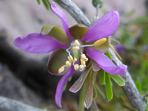 Five-lobed flower