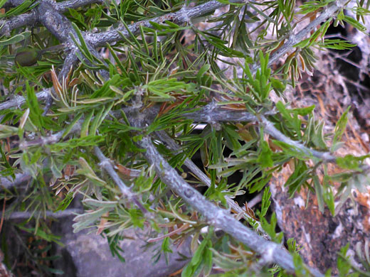 Woody stems