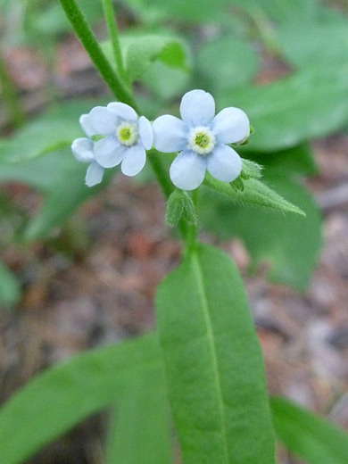 False Forget-Me-Not; Hackelia floribunda along the Mosca Pass Trail in Great Sand Dunes National Park, Colorado