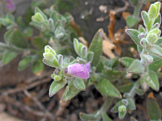 Leaves and flower 
