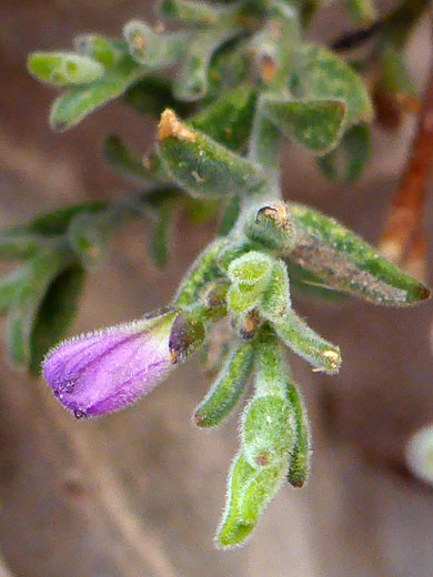 Glandleaf Milkwort