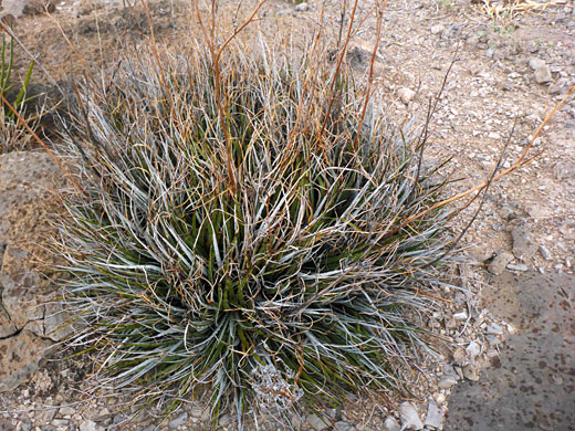 Large plant