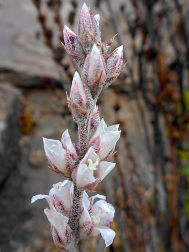 Elongated inflorescence