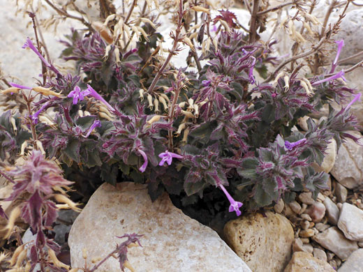Plant in situ