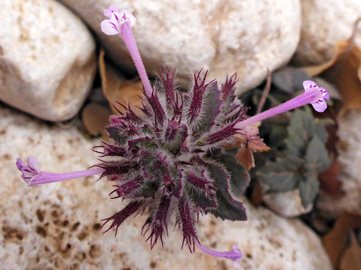 Ribbed False Pennyroyal