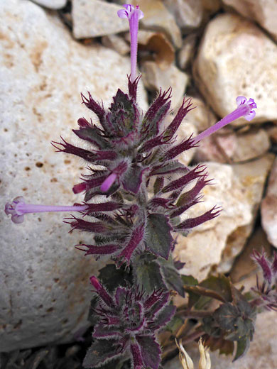 Calyces and corollas