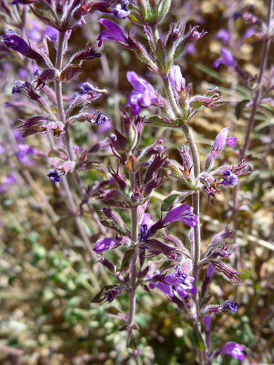 Dwarf False Pennyroyal; Flowers and bracts of hedeoma nana, near Badger Springs, Agua Fria National Monument, Arizona